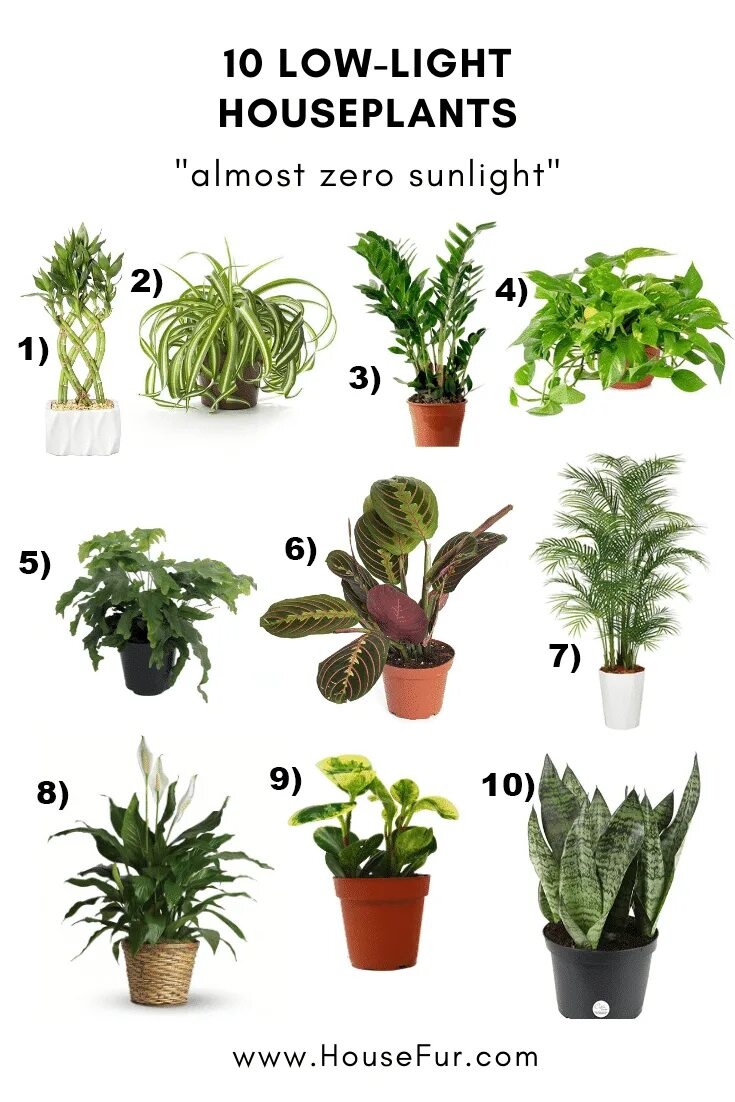 Полезные комнатные цветы фото 10+ Houseplants That Need (Almost) Zero Sunlight Indoor plants low light, Low li