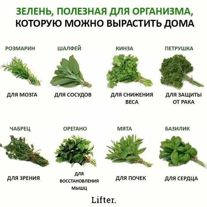 Полезные травы для организма человека фото Pin on идеи для дома Medicinal plants, Herbs, Herbalism