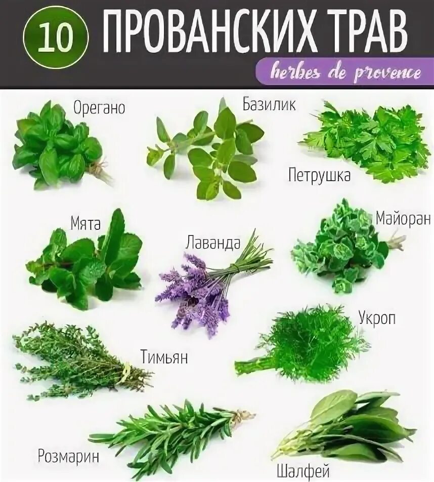 Полезные травы фото и описание Pin on Кулинарные истории Household plants, Grasses garden, Herbs for hair