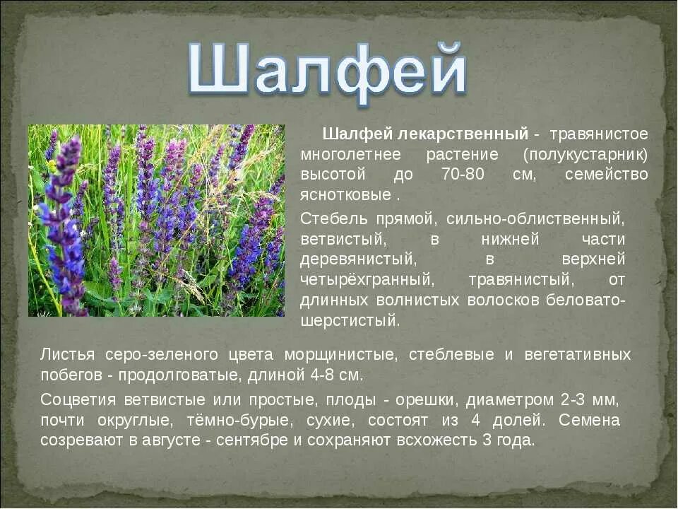 Полезные травы фото и описание Как называется где растут растения: найдено 90 изображений