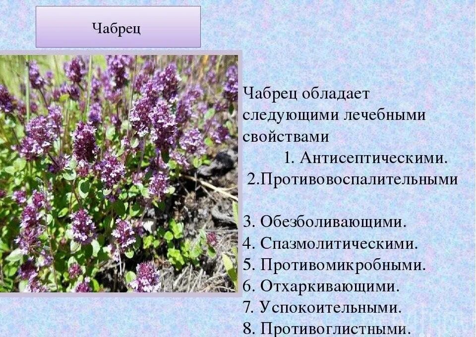 Тимьян (чабрец) трава резаная ПК Мир специй 1 кг - купить в интернет-магазине по