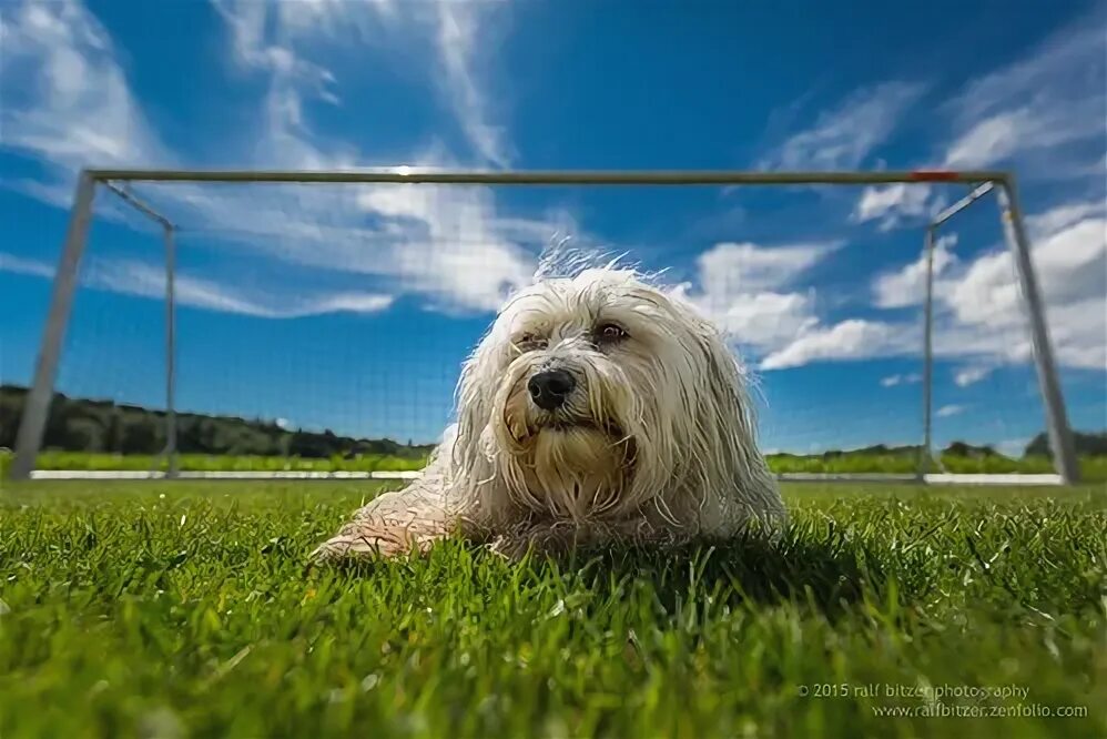 Поли собака фото Goalkeeper Im Leben wie im Fußball, kommt man nicht weit, . Flickr