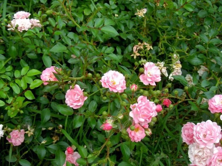 Полиантовые розы фото Садовые Цветы Розы полиантовые, Rosa polyantha Фото, выращивание и описание, хар