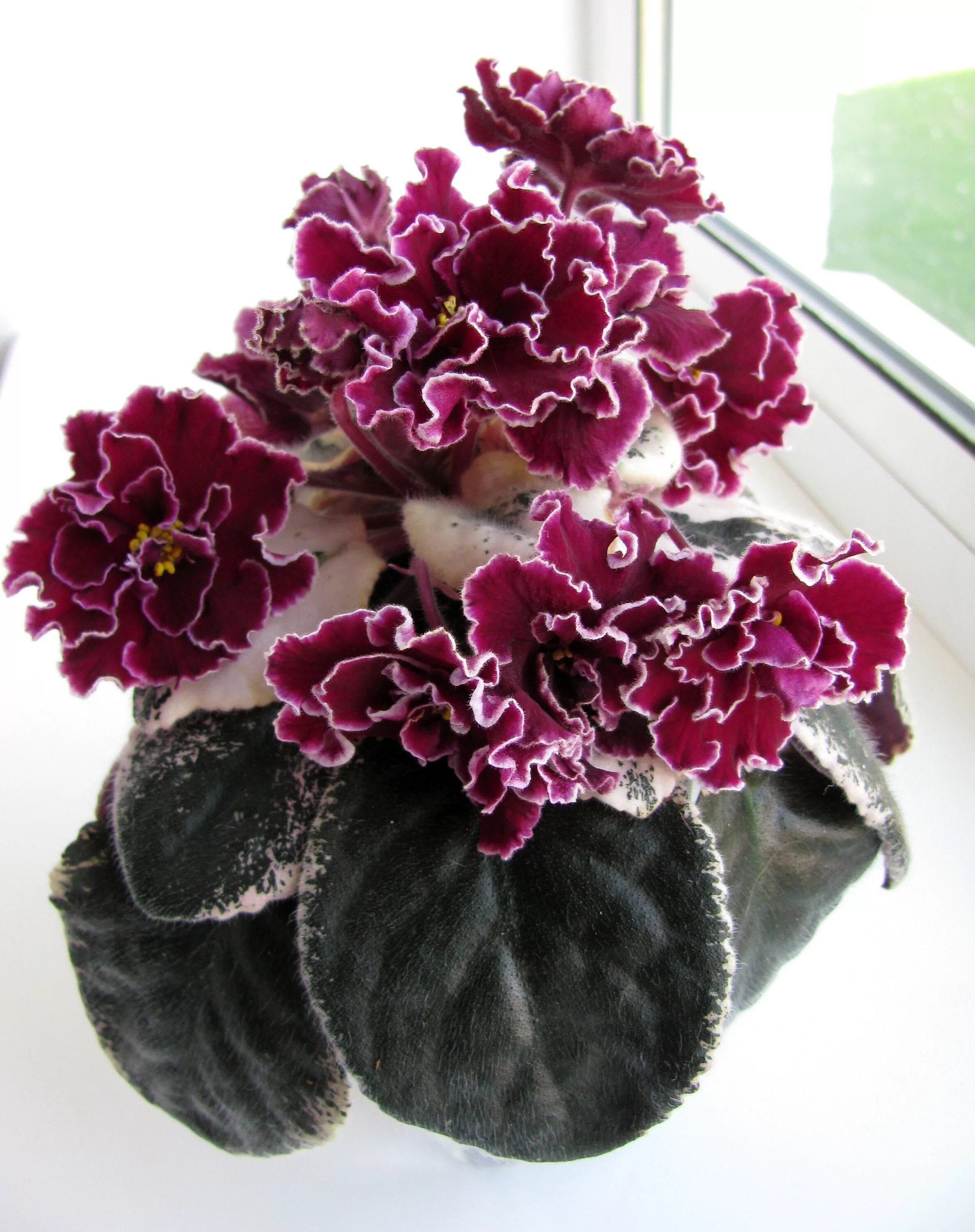 Полина виардо фиалка фото ЛЕ-Полина Виардо African violets plants, Violet plant, African violets