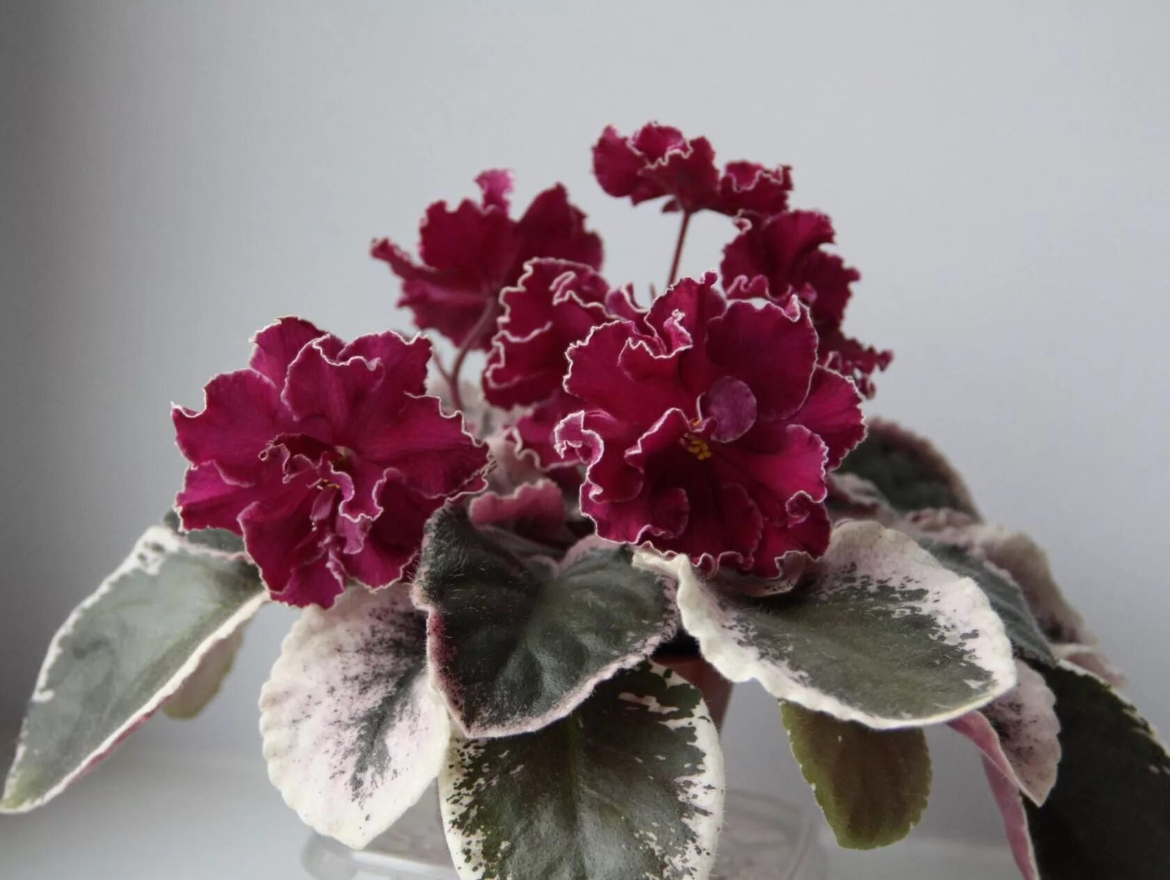 Полина виардо фиалка фото ЛЕ-Полина Виардо African violets, Saintpaulia, Types of flowers