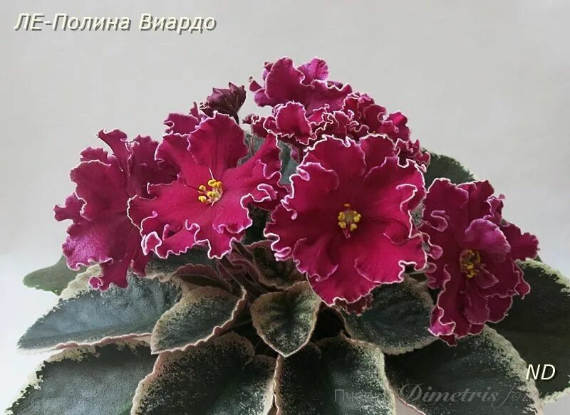 Полина виардо фиалка фото African violets, African, Plants