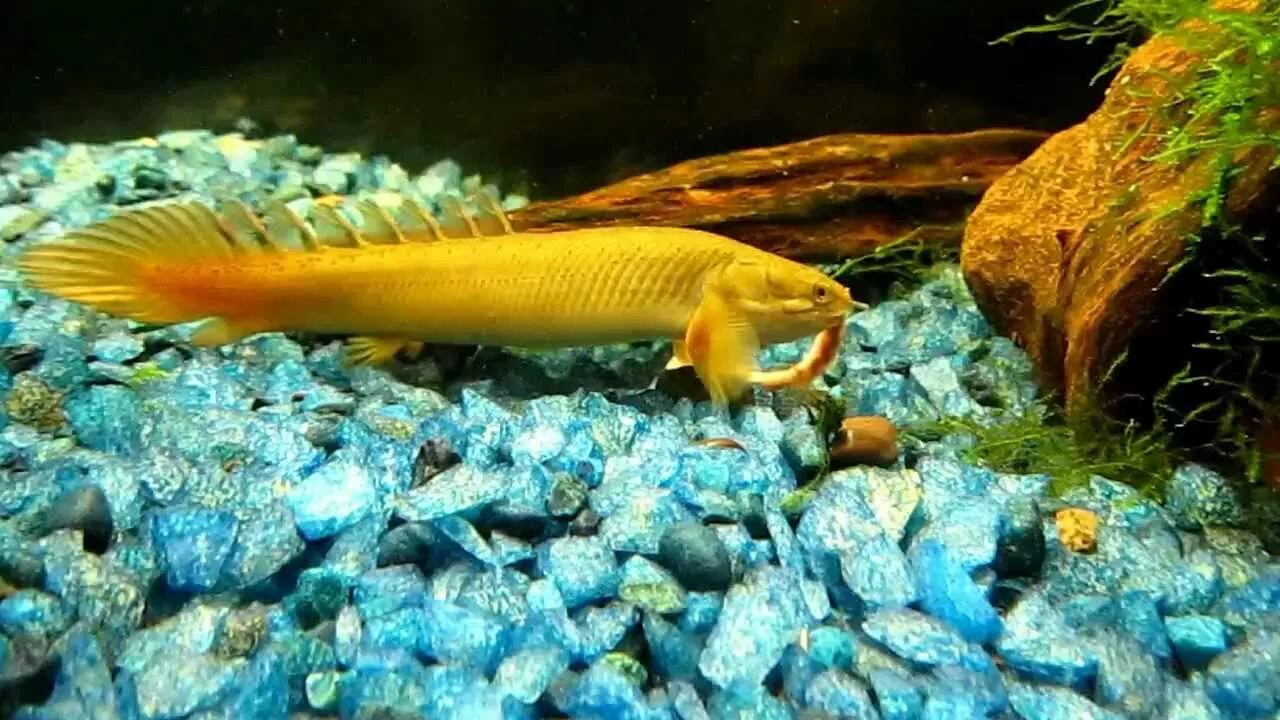 Полиптерус аквариумная рыбка фото Our Polypterus eating an earthworm - YouTube