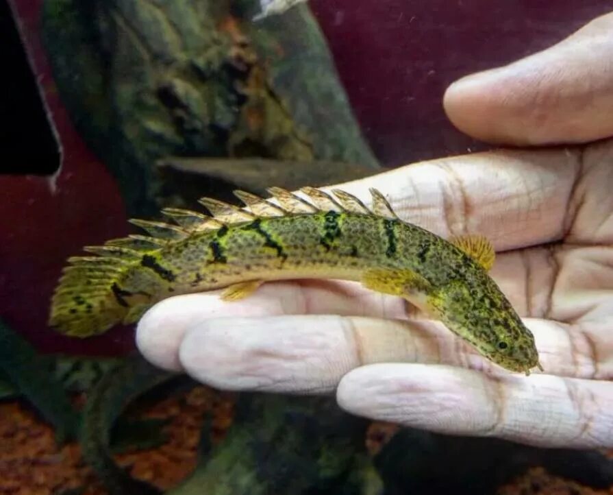 Полиптерус аквариумная рыбка фото ПОЛИПТЕРУС ДЕЛЬГЕЗИ 6-7см Polypterus delhezi