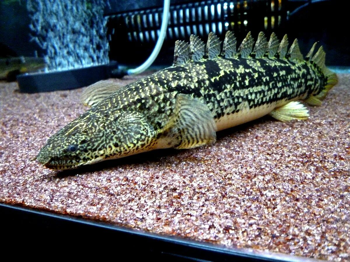 Полиптерус аквариумная рыбка фото Polypterus - Wikipedia