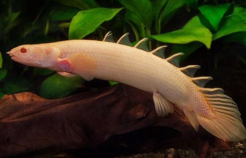 Полиптерус аквариумная рыбка фото Полиптерус сенегальский (Polypterus senegalus) альбино с 6-8 см купить недорого 