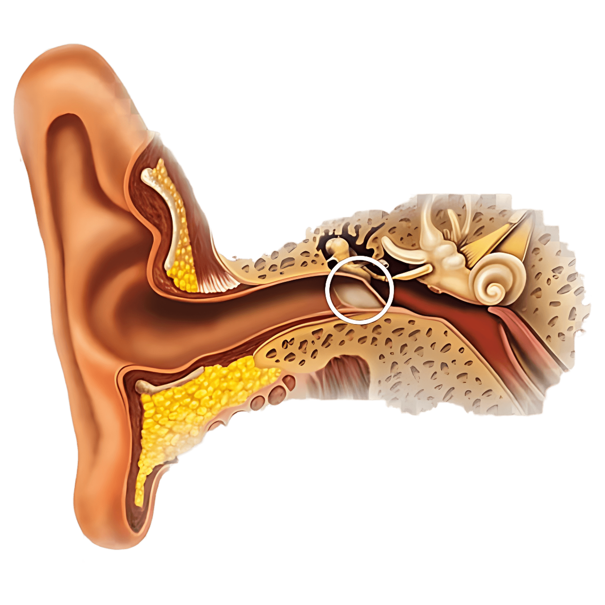 Полипы в ухе у человека фото Ear Anatomy PNG Images (Transparent HD Photo Clipart)