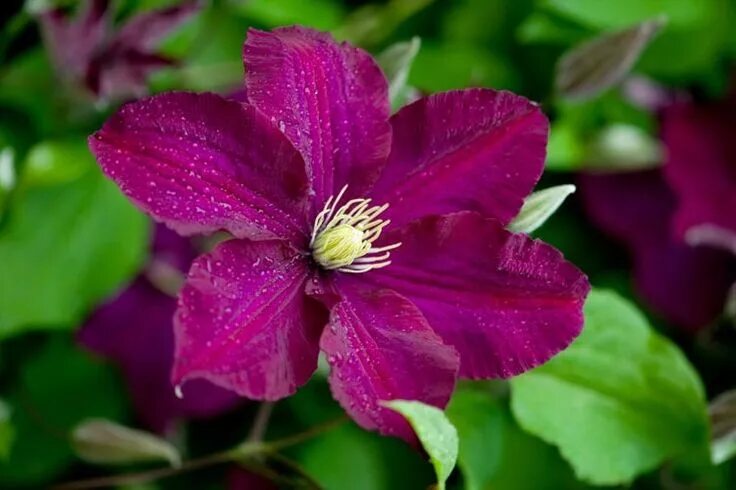 Полиш спирит клематис фото отзывы Clematis 'Polish Spirit', Clematis Viticella 'Polish Spirit', group 3 clematis, 