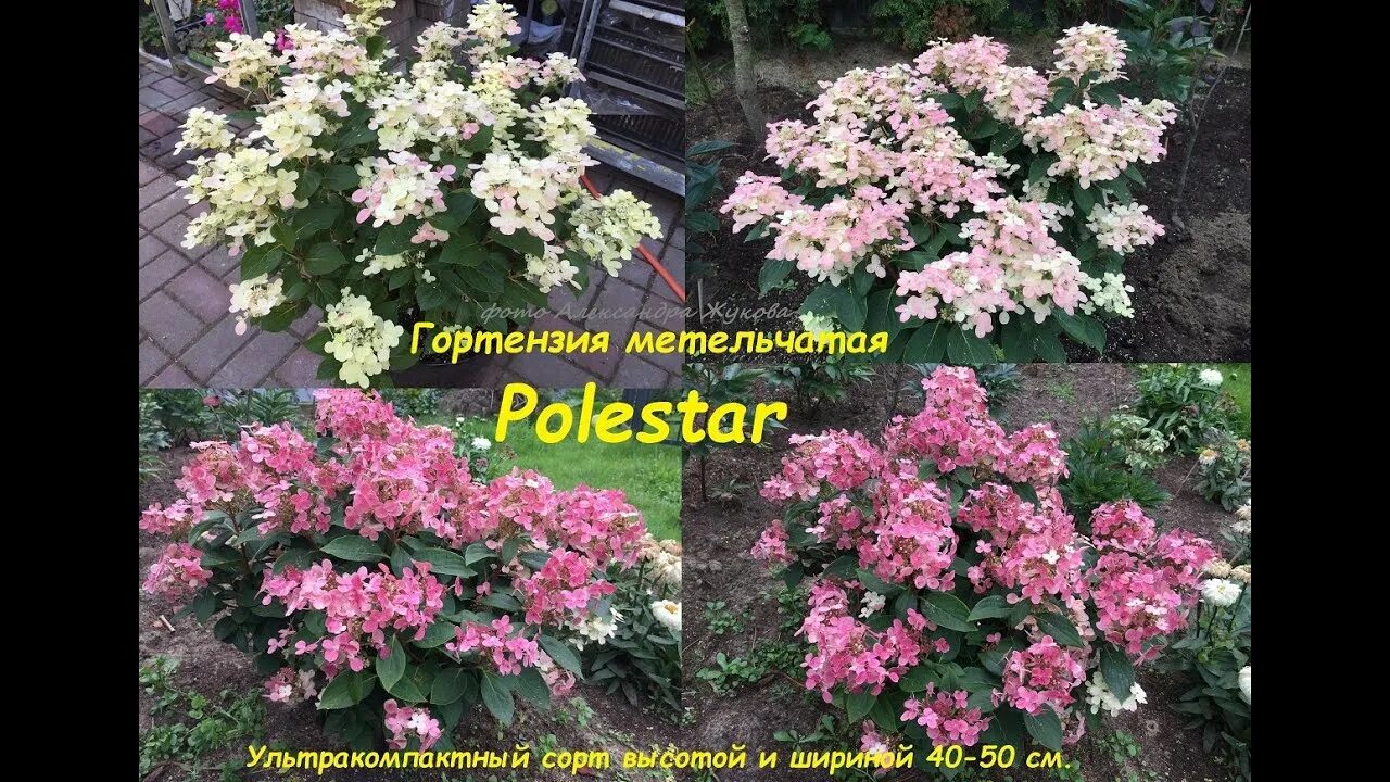 Полистар гортензия купить фото и описание Hydrangea paniculata Polestar гортензия метельчатая Полестар карликовая - YouTub