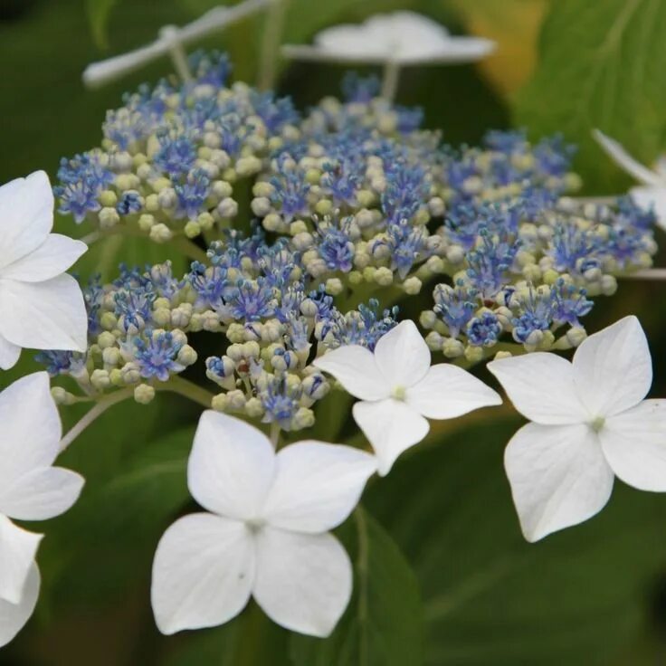 Полистар гортензия купить фото и описание Hydrangea macrophylla 'Lanarth White' - lacecap hydrangea Hydrangea macrophylla,