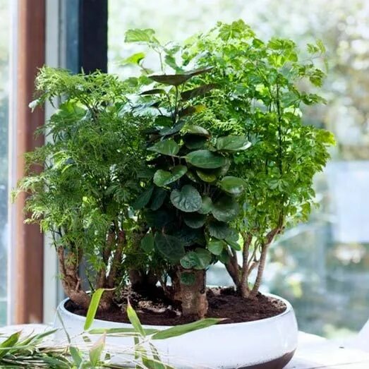 Полисциас фото уход в домашних Комнатное растение Полисциас (Polyscias) Plants, House plants, Garden