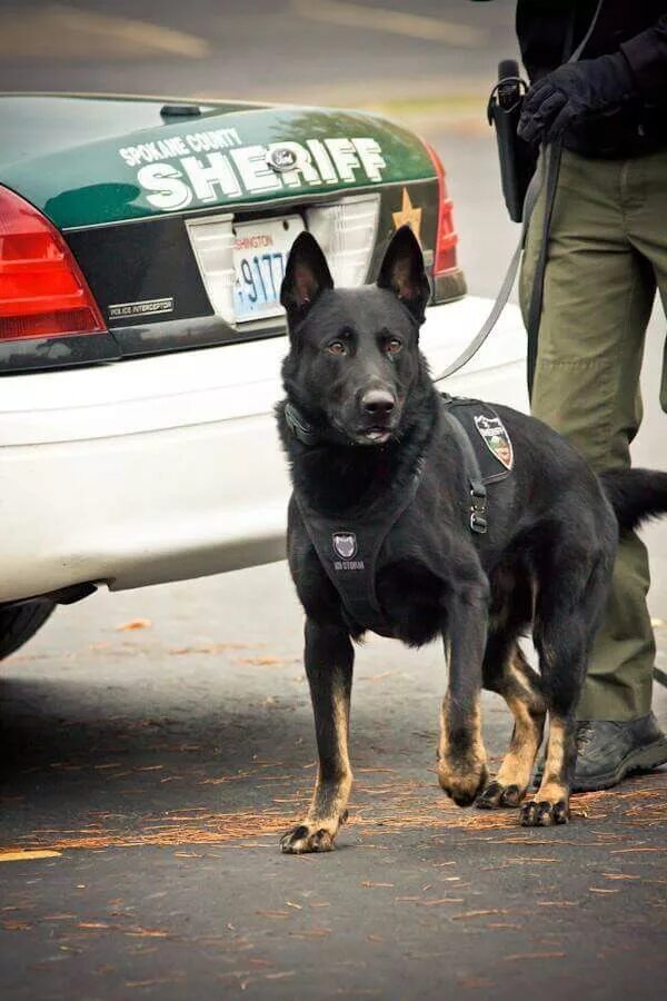 Полицейские овчарки фото Police K9 Officer and its partner belong to the Spokane Washington police force.