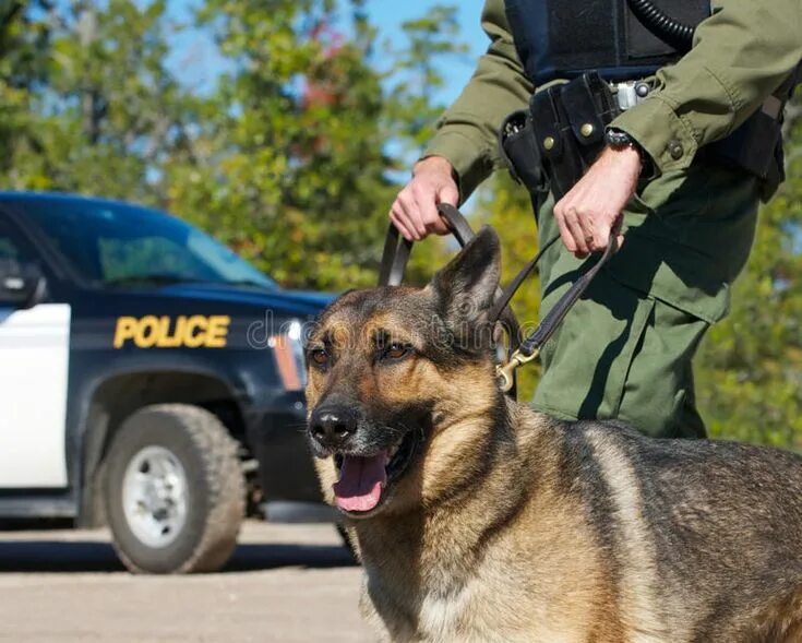 Полицейские овчарки фото Law Enforcement. stock photo. Image of fall, intelligent - 21450160 Police k9, P