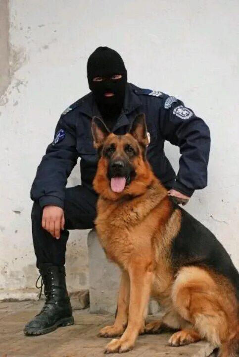 Полицейские овчарки фото K9 Hans from Bulgaria Щенки немецкой овчарки, Немецкие овчарки, Овчарка