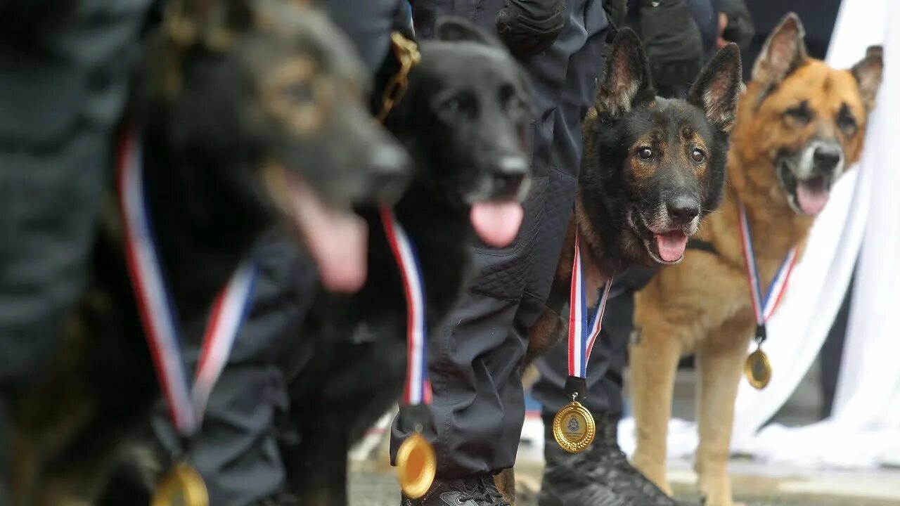 Полицейские овчарки фото Police K-9 unit gets more bite with 75 new dogs - YouTube