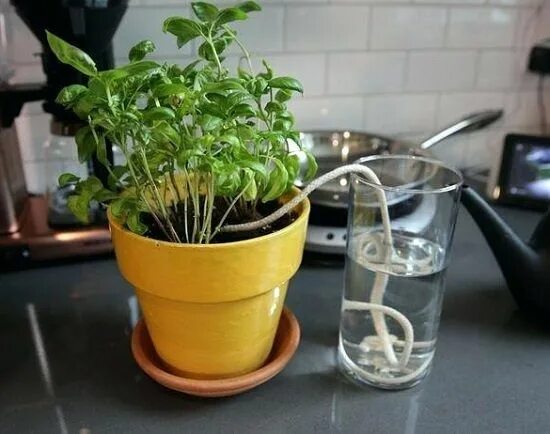 Полив комнатных растений фото 6 Brilliant Hacks To Water Plants While Away Self watering plants, Water plants,