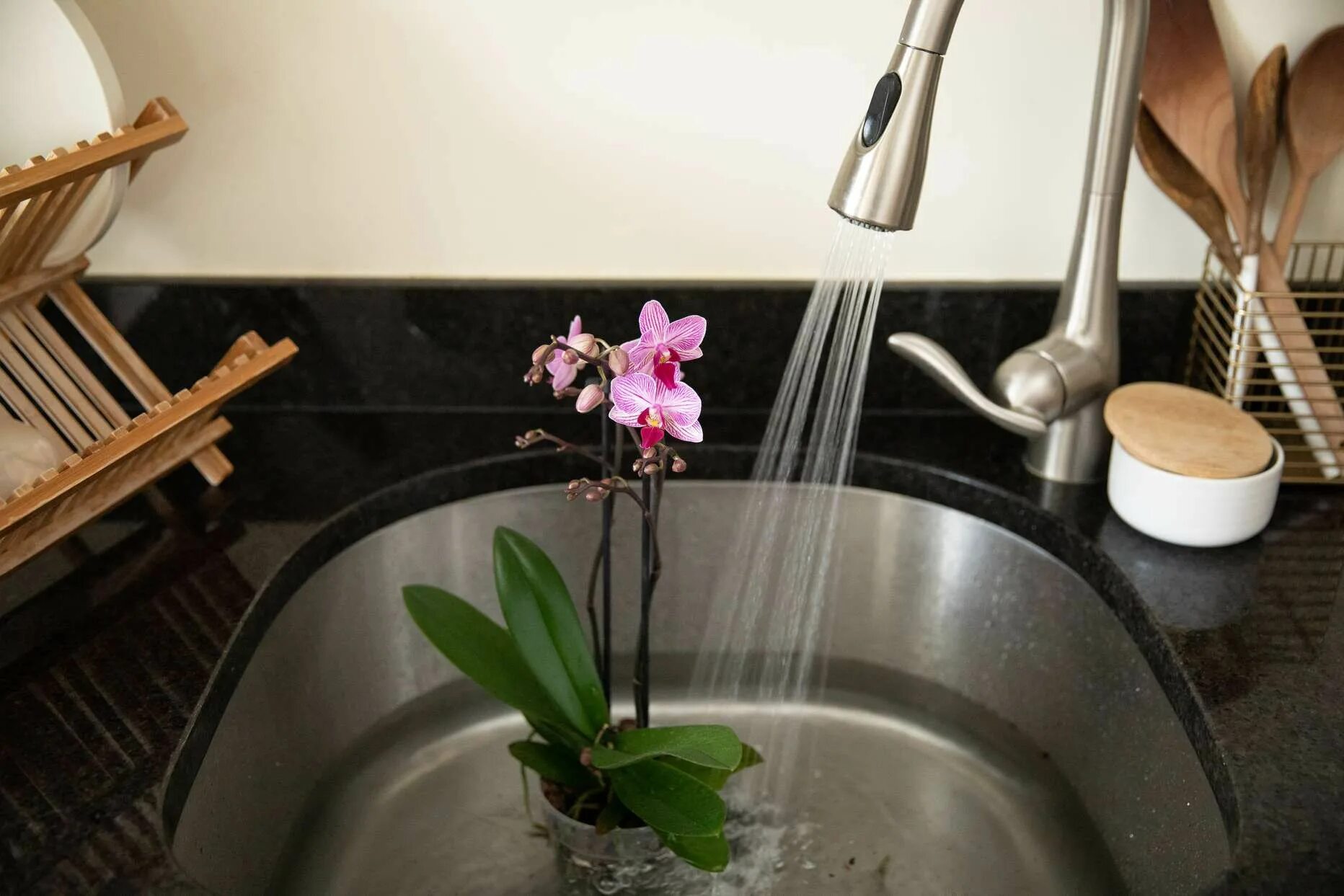 Полив орхидеи фото Learn Simple Tips for Watering Orchids and Common Mistakes to Avoid Orchids in w