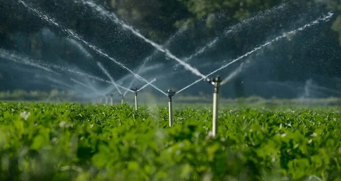 Полив полей фото Sprinkler Irrigation Зображення - огляд 64,145 Стокові фото, векторні зображення