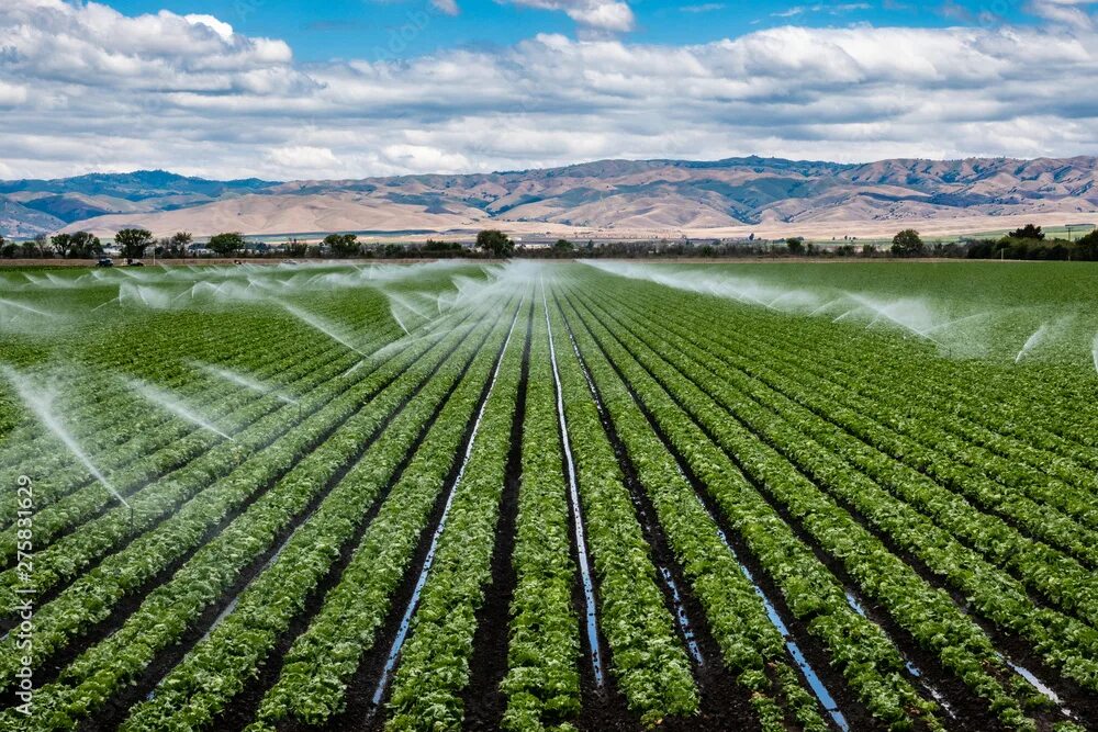 Полив полей фото A field irrigation sprinkler system waters rows of lettuce crops on farmland in 