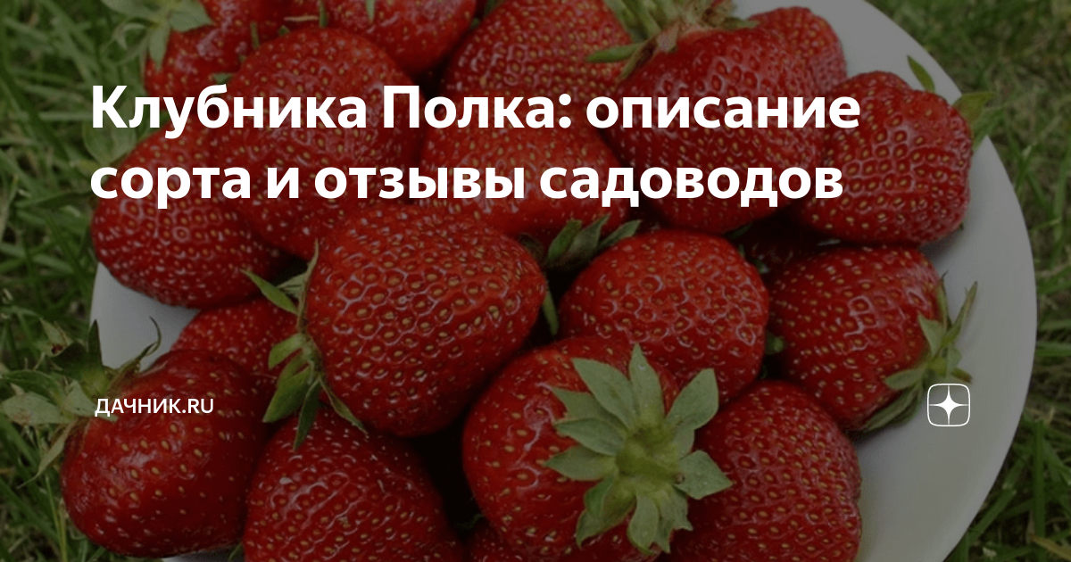 Полка клубника описание сорта фото отзывы садоводов Клубника Полка: описание сорта и отзывы садоводов Дачник.RU Дзен