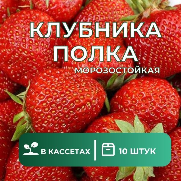 Полка клубника описание сорта фото отзывы садоводов Клубника Шебекинский район полка10 - купить по выгодным ценам в интернет-магазин