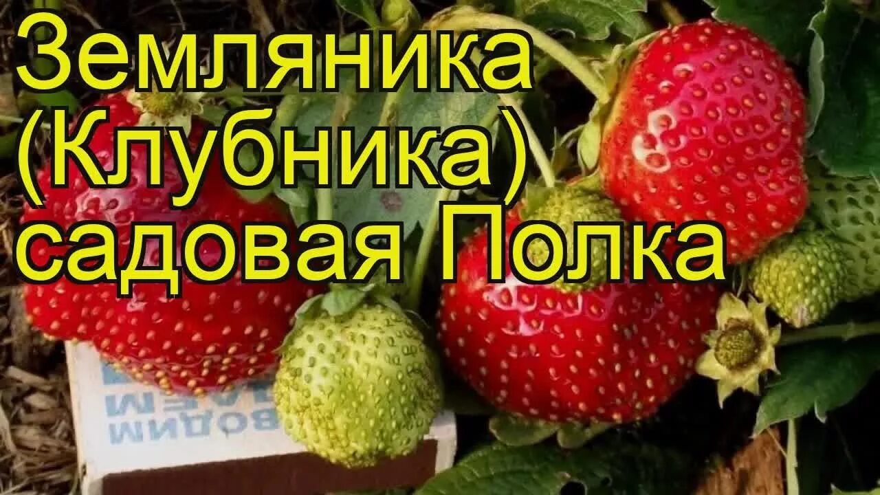 Полка описание сорта фото отзывы Земляника садовая Полка (Полка). Краткий обзор, описание характеристик, где купи