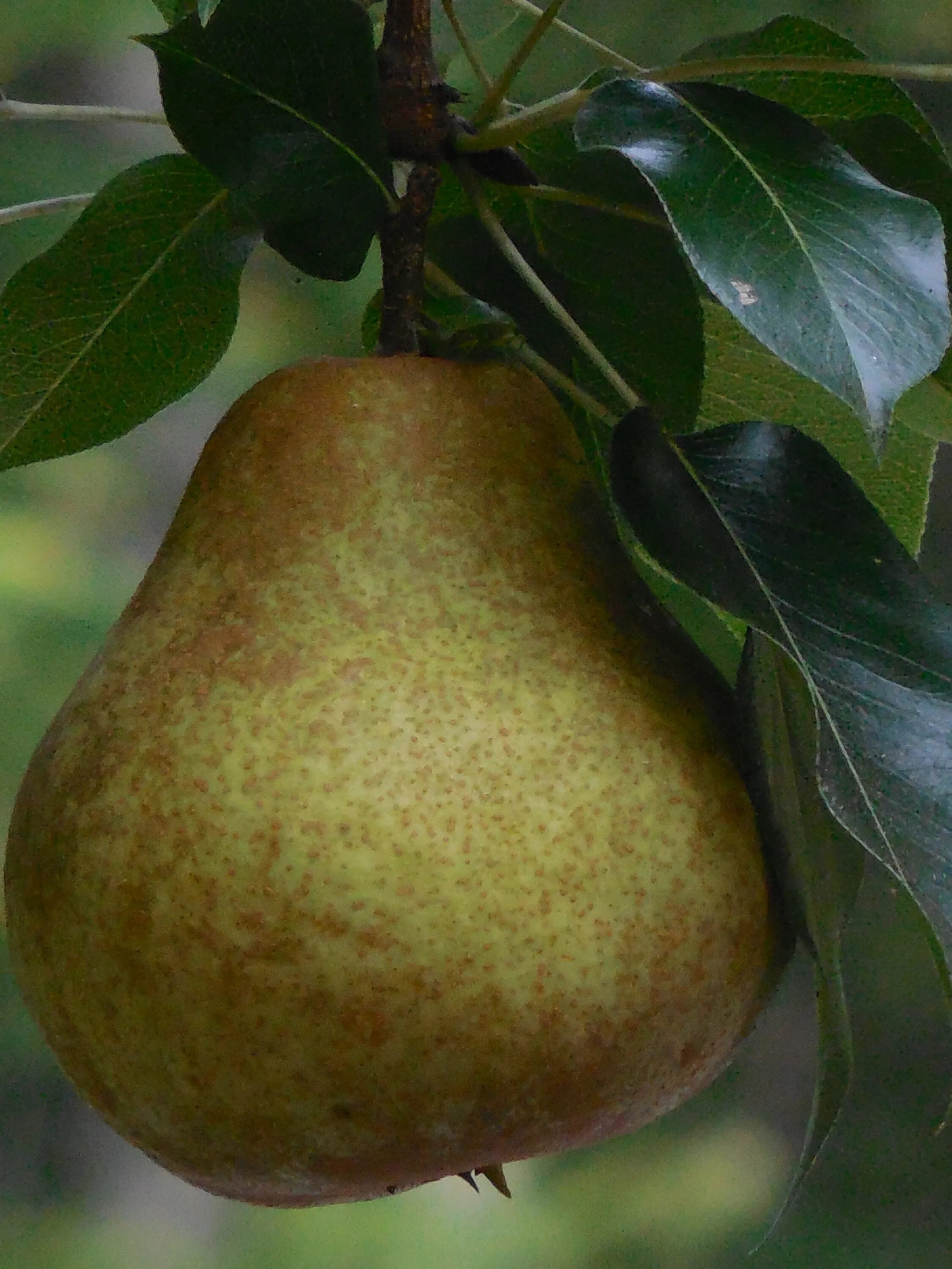 Полная груша фото Healthy pear fruit free image download