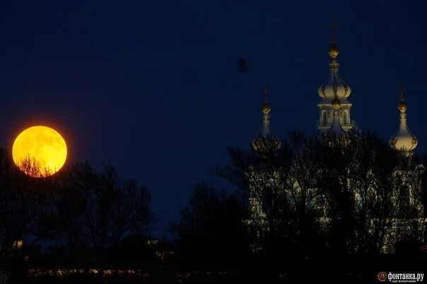 Полнолуние в питере сегодня фото Как персик. Над петербургскими крышами показалась потрясающая луна https://www.f