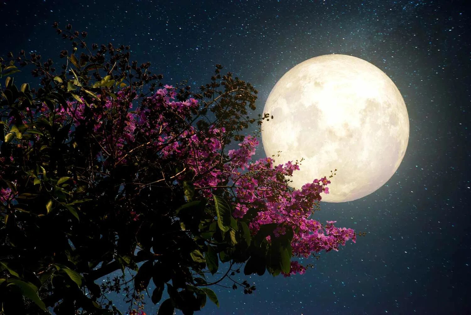 Полнолуние в сентябре фото How to Create a Moonlight Garden