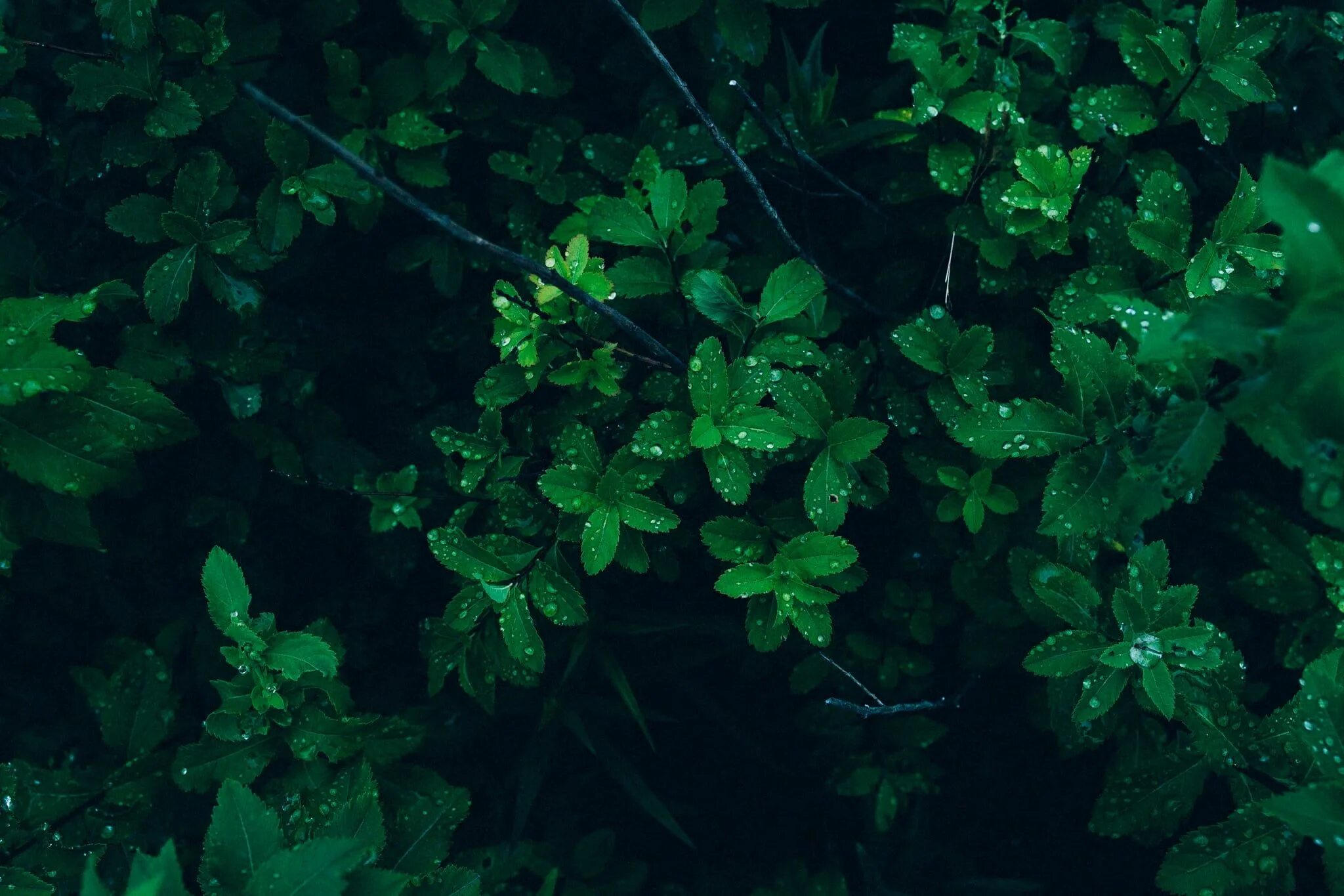 Полностью зеленое фото HD wallpaper: plants with morning dews, selective, photo, green, leaf, leaves