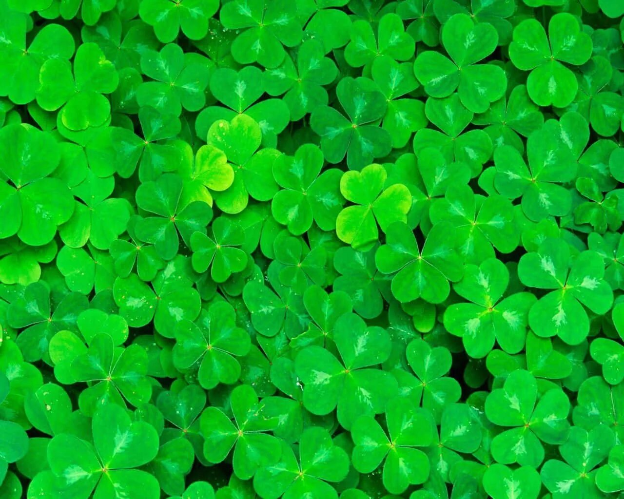 Полностью зеленое фото Download Marvelous Green Plant Shamrocks Background Wallpapers.com