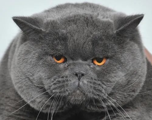 Полные кошки фото Photos: Cat show in Kyrgyzstan British blue cat, British shorthair cats, Cute ca