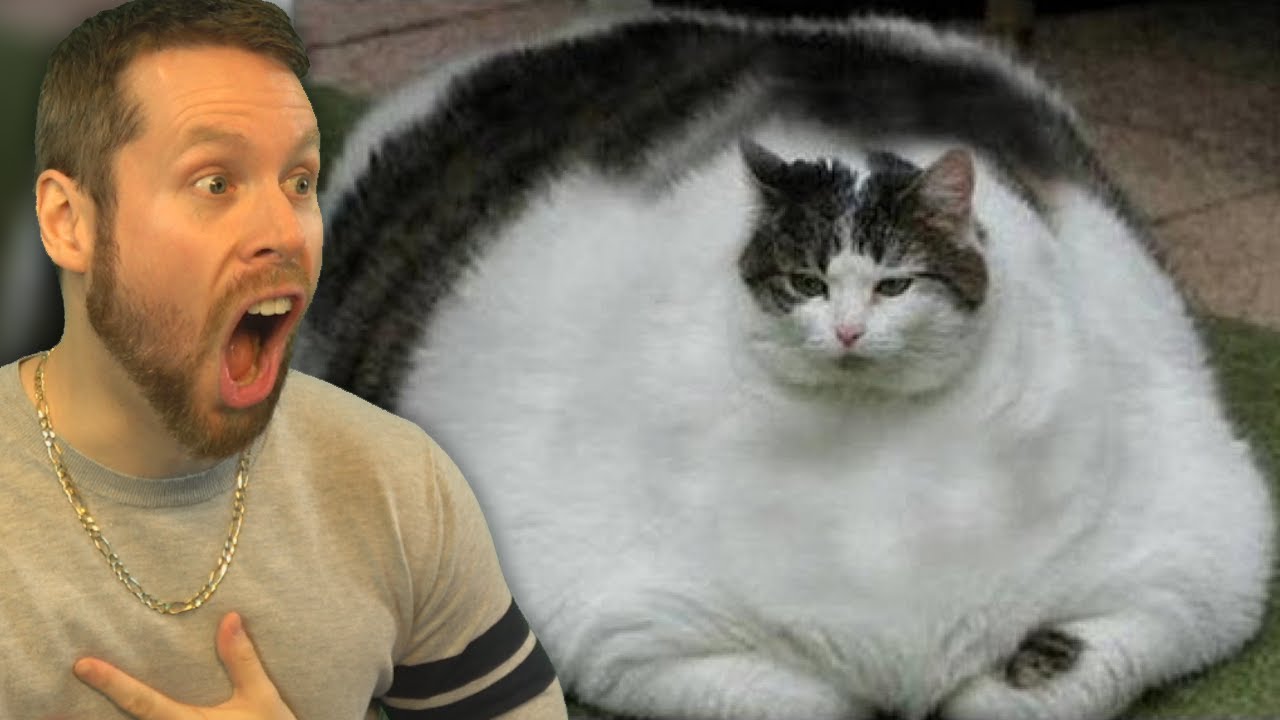 Полные кошки фото Fattest Pets of ALL-TIME! BIG CHONKERS! - YouTube