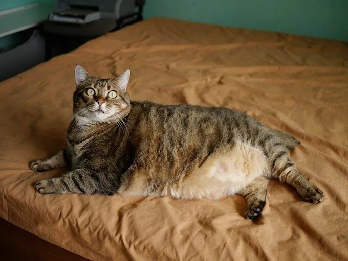 Полные кошки фото National Pet Obesity Awareness Day: Feline Obesity Is The Cat Parent's Fault, No