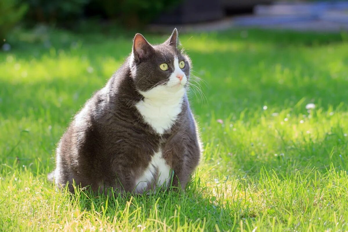 Полные кошки фото Having an overweight pet could cost owners over £ 1,000 in vets' bills