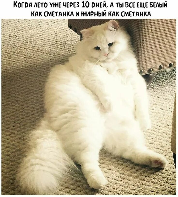 Полные коты фото Pin by Asvetlanam on MKR Cats, Kitty, Cat behavior