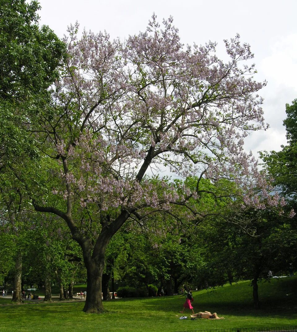 Полония дерево фото Paulownia Tree