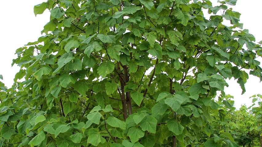 Полония дерево фото Paulownia tomentosa TreeEbb Online tree-finding tool Ebben Nurseries