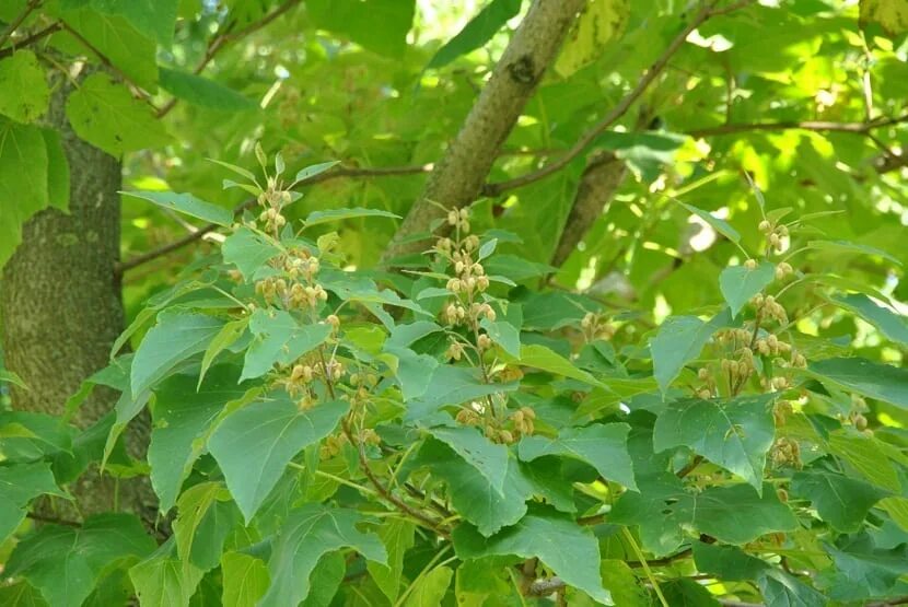 Полония дерево фото Imperial Paulownia (Pawlonia elongata)