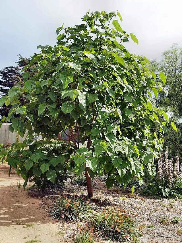 Полония дерево фото File:Paulownia-1.jpeg - Wikipedia