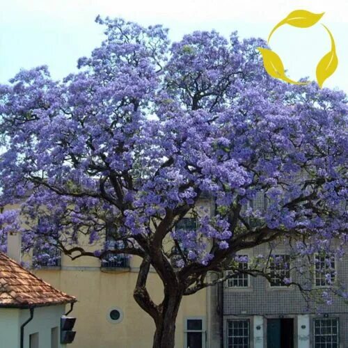 Полония дерево фото ДЕРЕВО ПРИНЦЕССЫ Paulownia Tomentosa 100,200,500,1000,2000 СЕМЕНА eBay