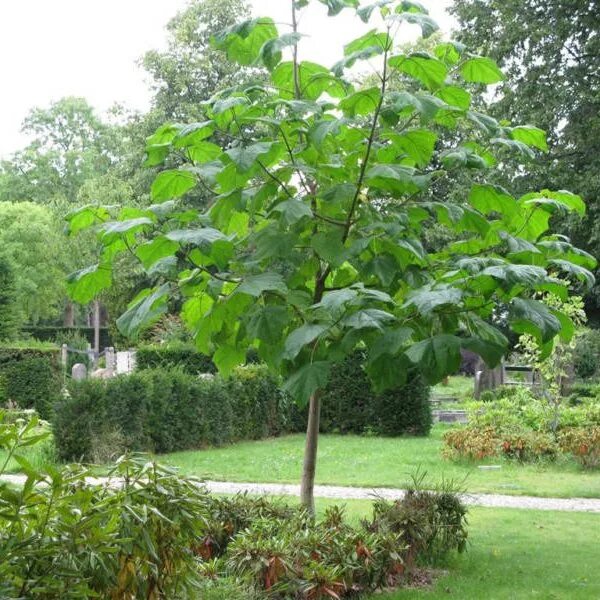 Полония дерево фото Herliom A296 10 Seeds Tomentasa Paulownia Tree Seeds World's Fastest Growing Tre