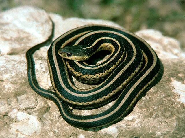 Полос змей фото Garter snake. Last summer my dog Chester had a stand-off in our yard with a gart