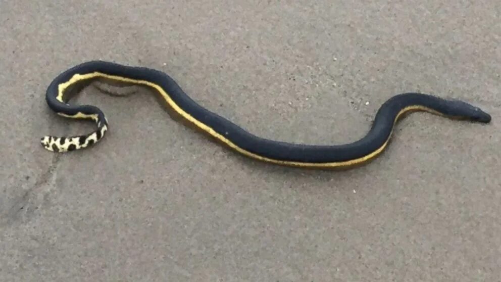 Полос змей фото Venomous Yellow-Bellied Sea Snakes Washing Up on SoCal Shore * /r/nature Sea sna