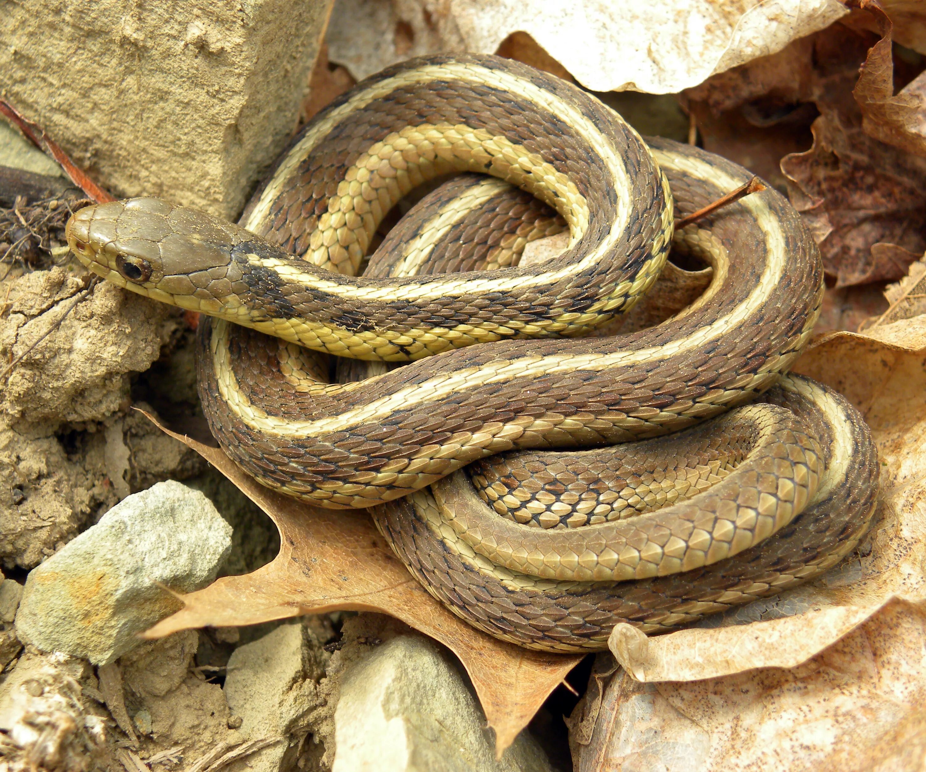 Полос змей фото Файл:Thamnophis sirtalis sirtalis Wooster.jpg - Википедия