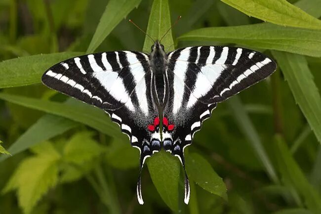 Полосатая бабочка черно белая название фото Butterfly species, White butterfly, Swallowtail butterfly